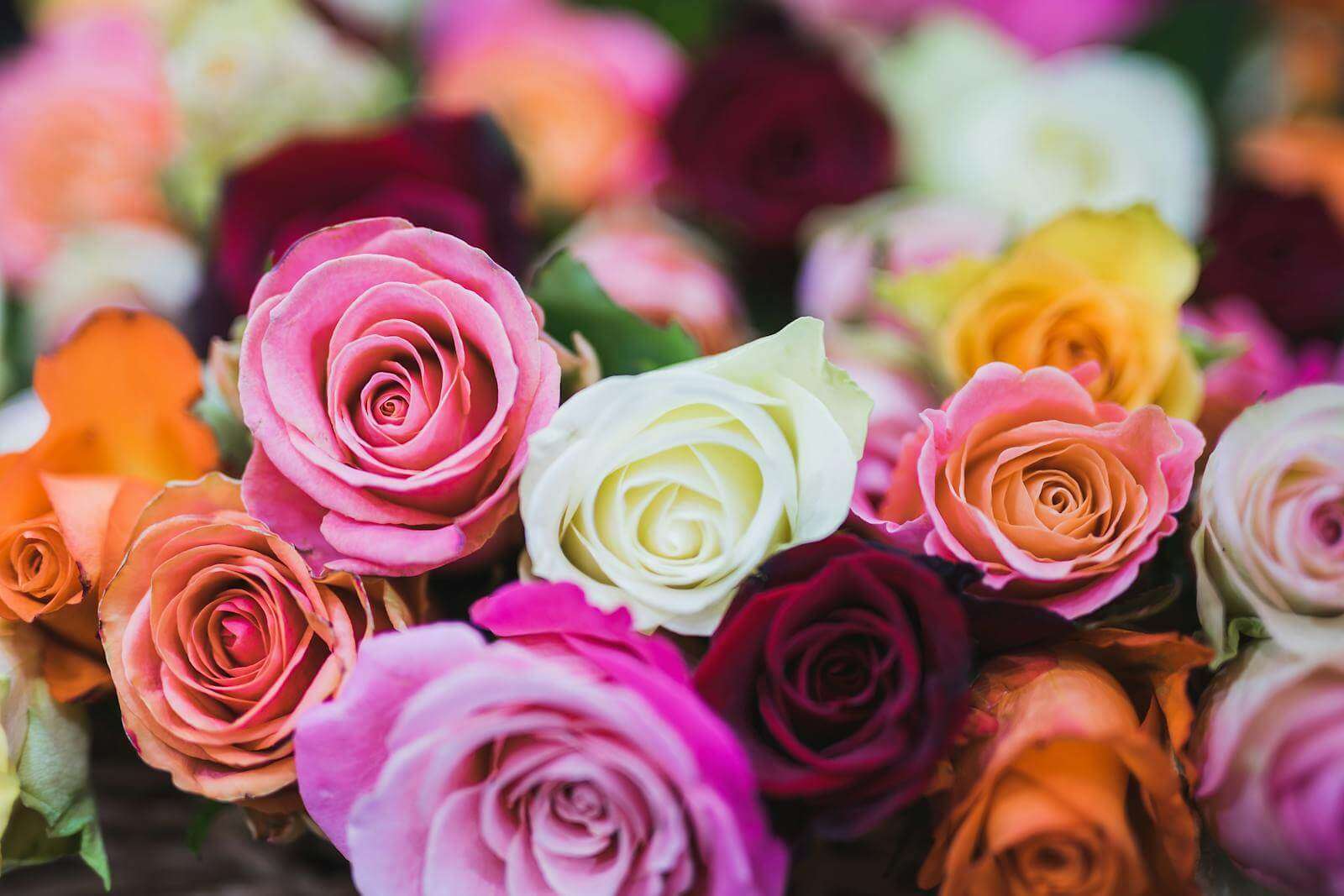 Assorted Color of Rose Flowers - meaning of colors in roses