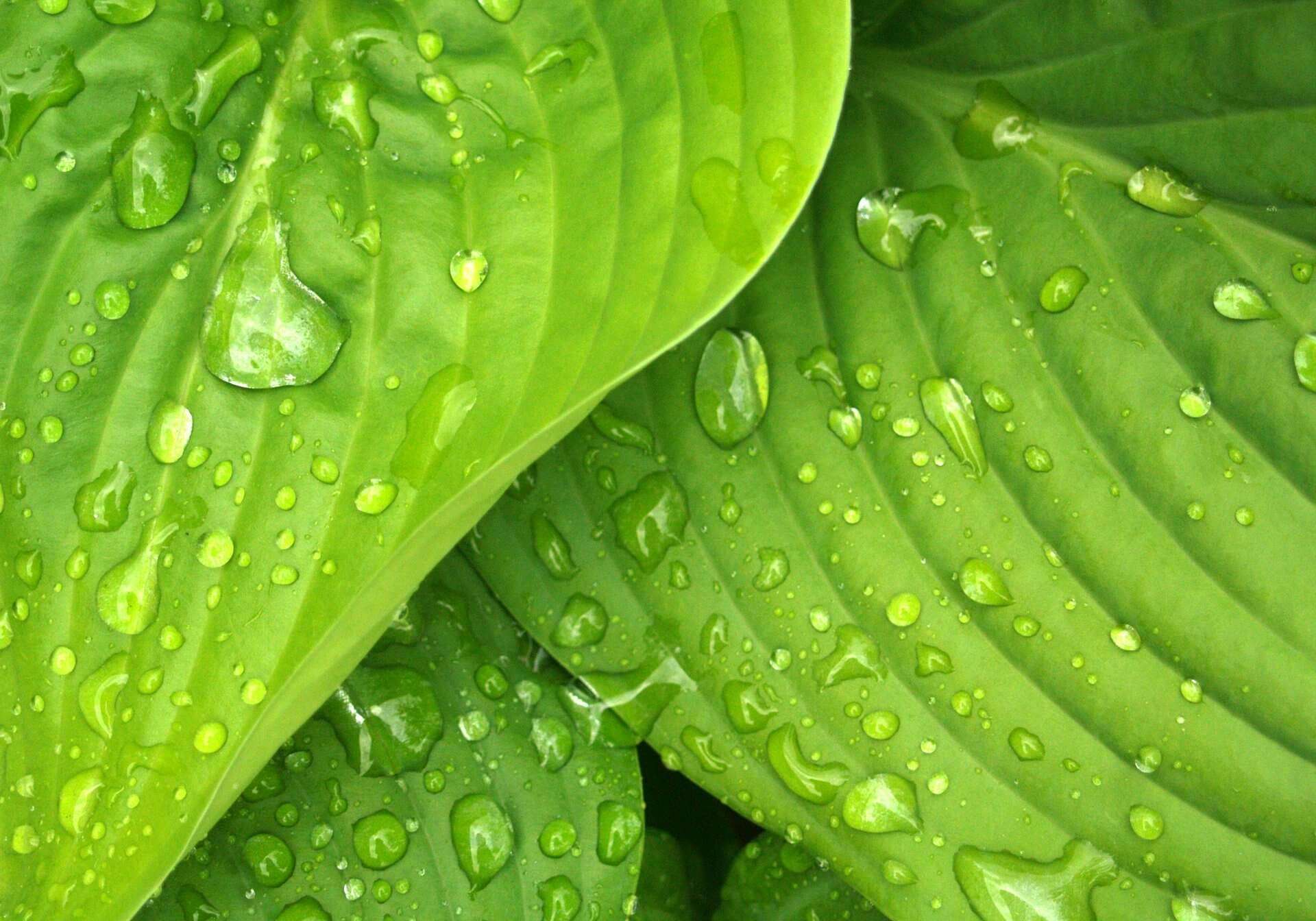 Color Meaning Green - green leaves with water drops on them