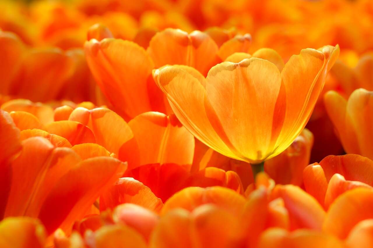 bright orange tulips - color meaning of orange