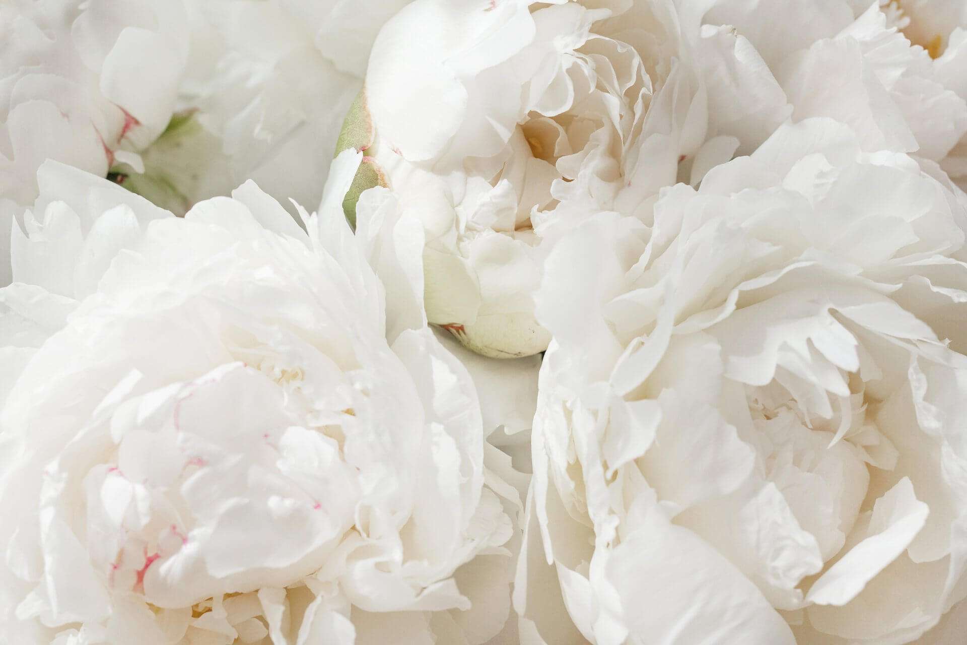 The color meaning of white: a close up of a bouquet of white flowers