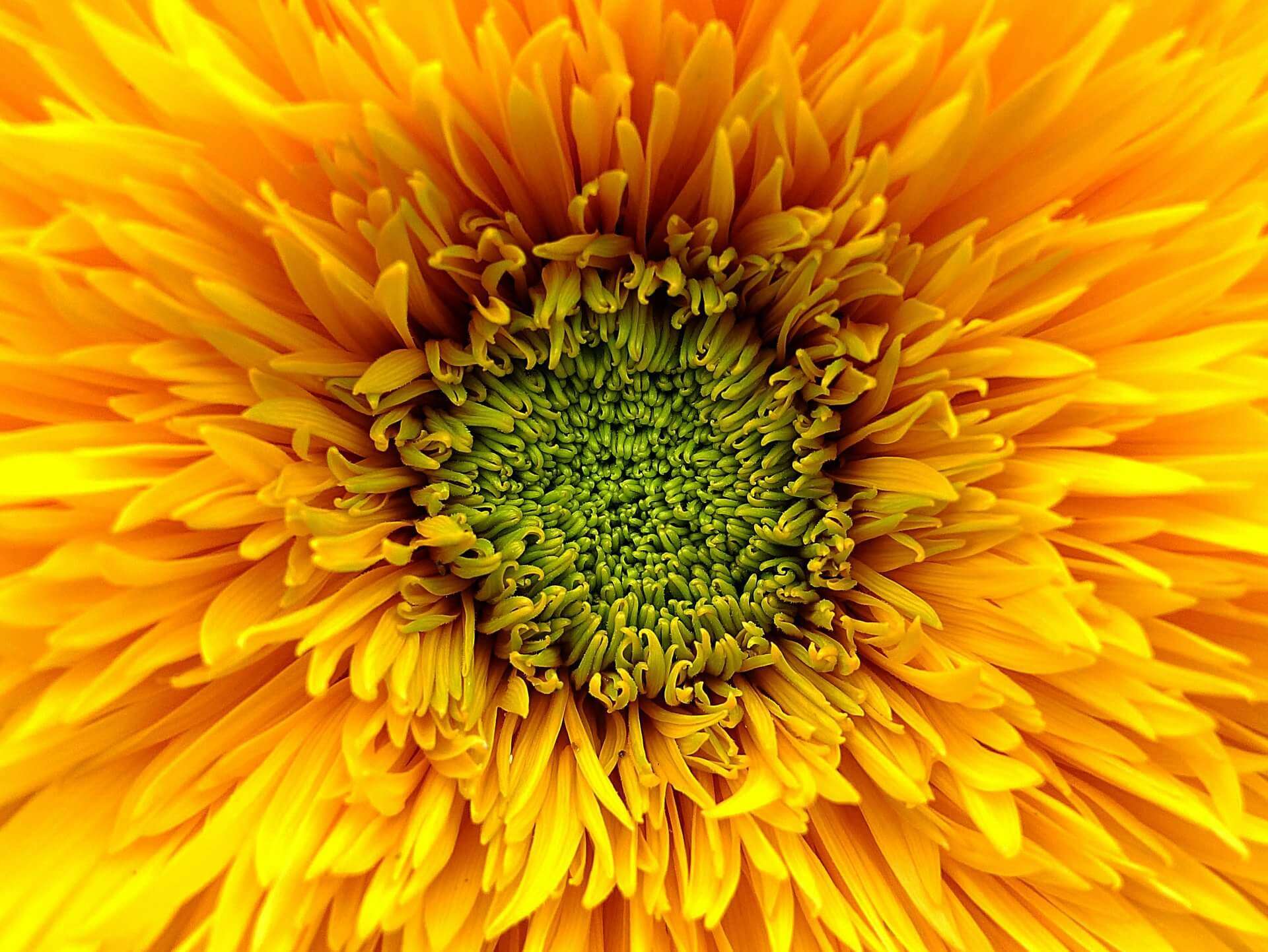 closeup of yellow flower with green center - color meaning yellow