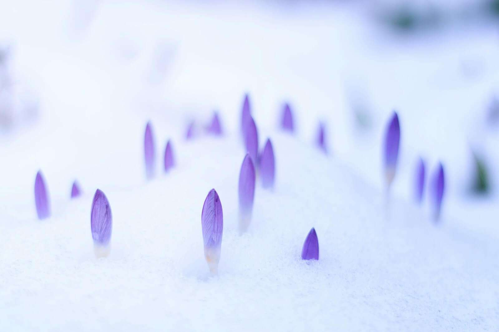 resilience - purple flowers peeking through snow