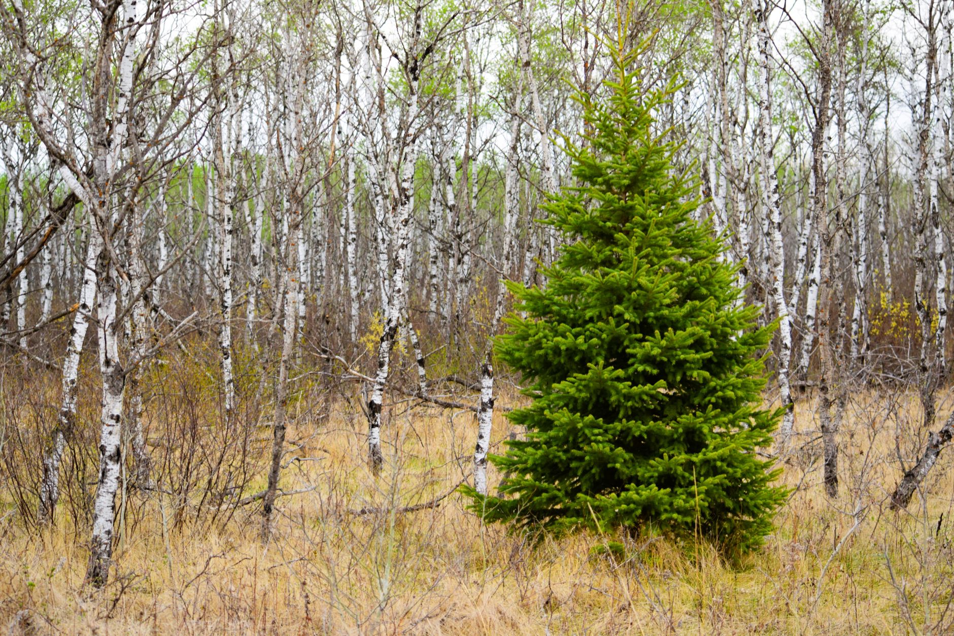 Evergreen tree representing a marketing emergency fund with evergreen content, systems, referrals, and recurring revenue.