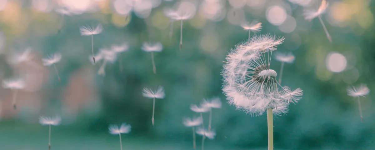 Softer Marketing: Dandelion seeds floating away