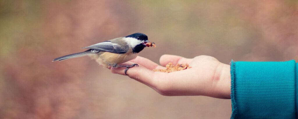 person holding bird seed in their hand with a cute bird sitting on their fingers eating out of their hand and trusting the person