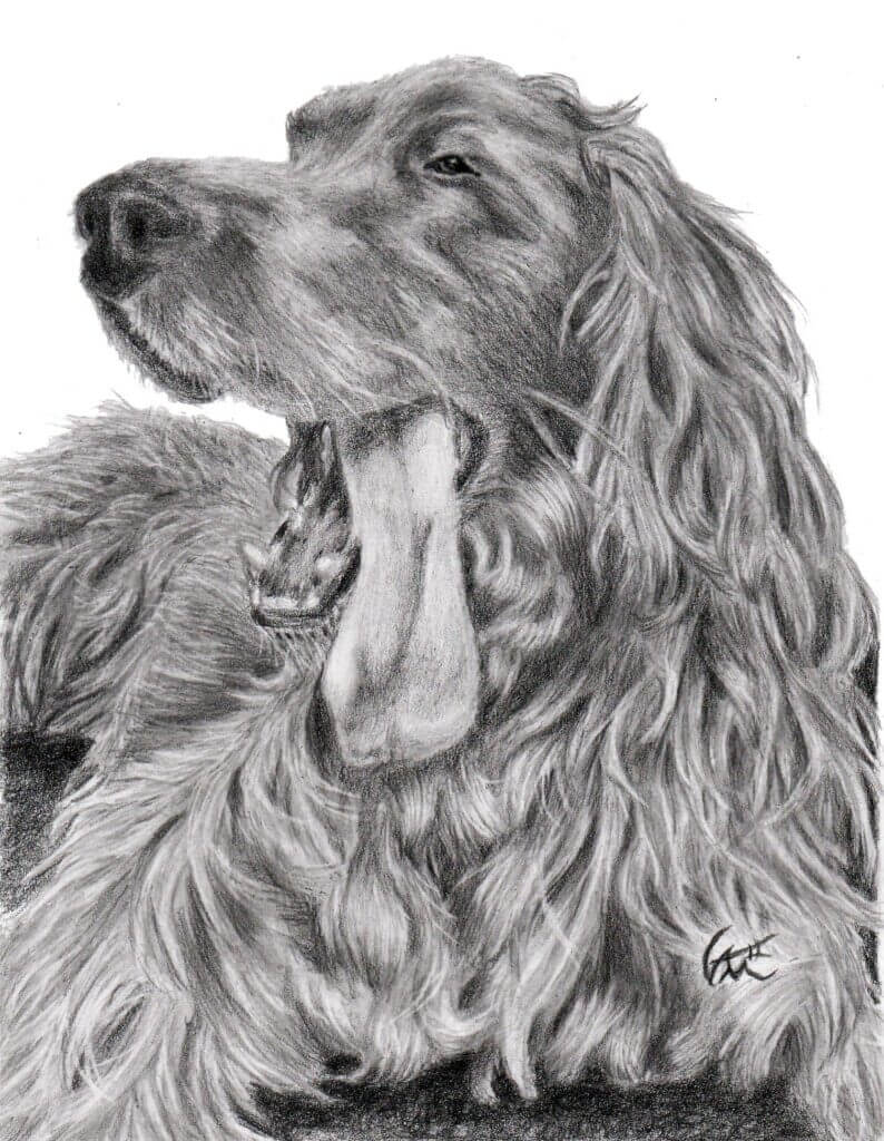 Pencil drawing of an Irish Setter