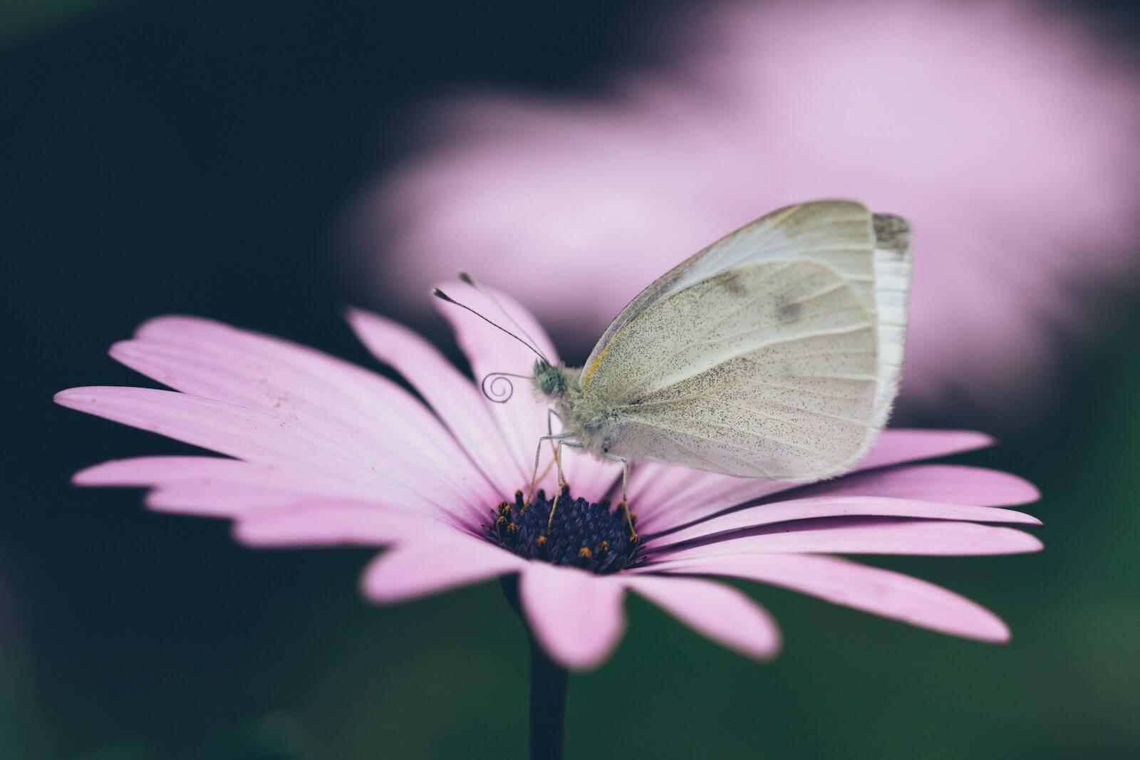 gray butterfly attracted to a pink flower