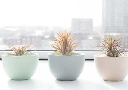 three plants in pastel colored round pots sitting on a window sill looking out at the skyline of a city