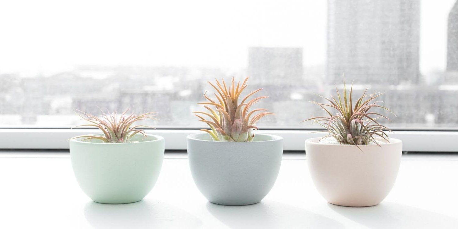 three plants in pastel colored round pots sitting on a window sill looking out at the skyline of a city