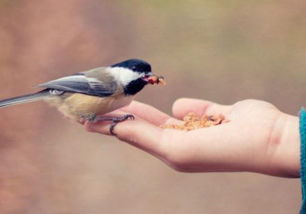 person holding bird seed in their hand with a cute bird sitting on their fingers eating out of their hand and trusting the person