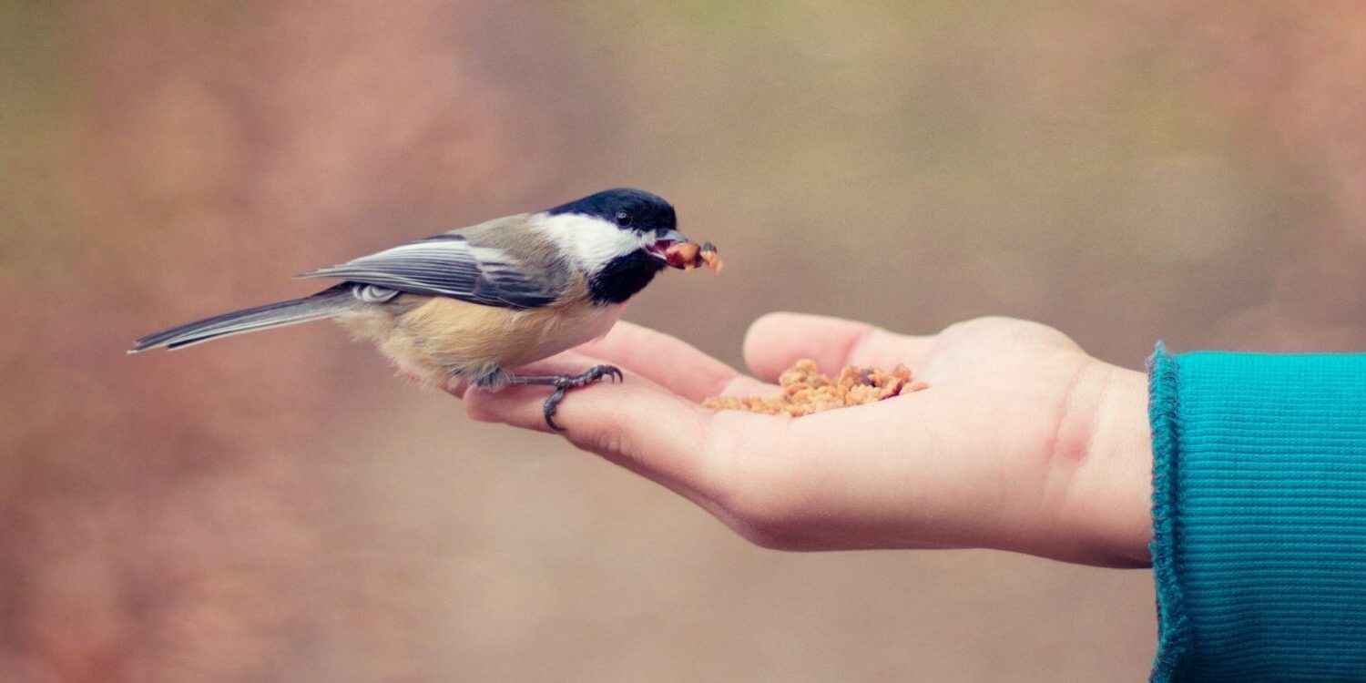 person holding bird seed in their hand with a cute bird sitting on their fingers eating out of their hand and trusting the person