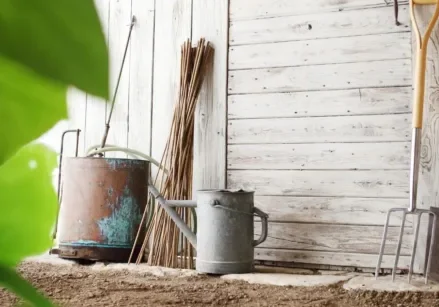 garden tools leaning up against the inside of a white barn with a plant in the foreground