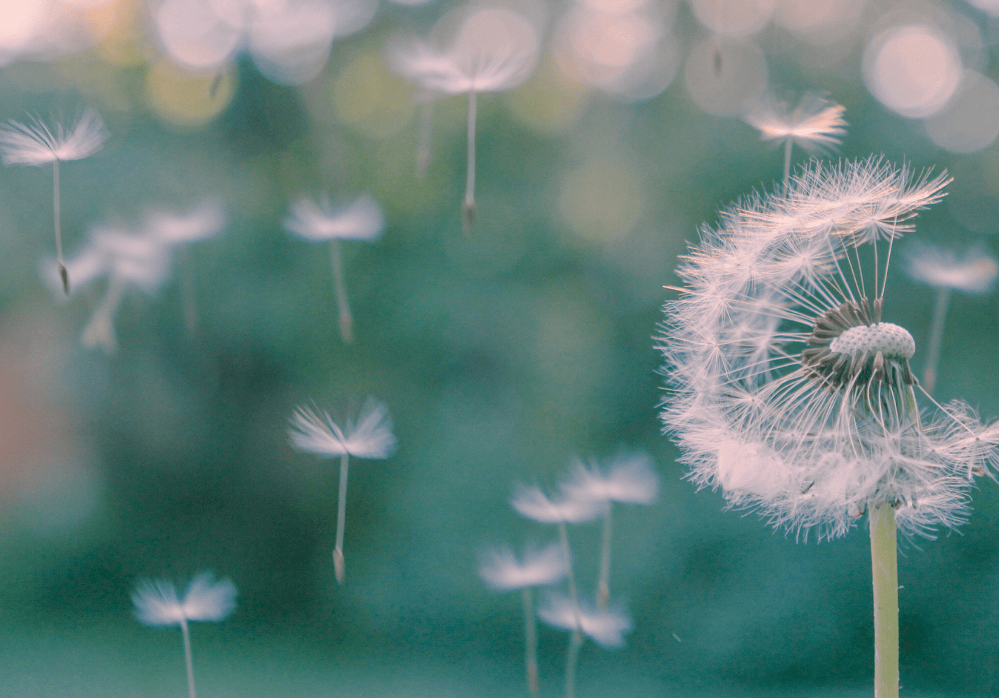 Softer Marketing: Dandelion seeds floating away